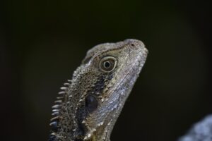 Colorful Scales The Art and Beauty of Reptiles