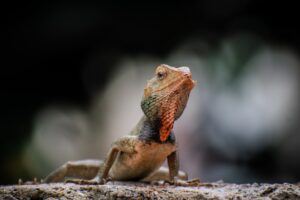 Crocodilians Living Dinosaurs of Today