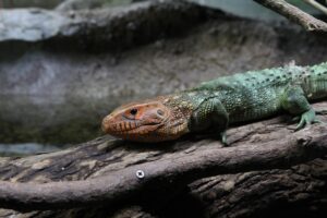 Endangered Reptile Species Conservation Challenges