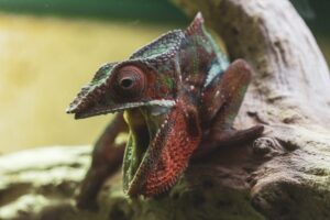 From Eggs to Adults The Life Cycle of Reptiles