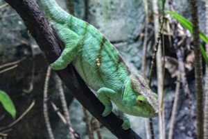 Geckos and Skinks The Lizard Family