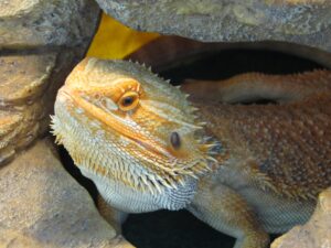 Herpetology 101 Introduction to Reptiles and Amphibians