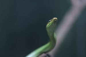 Lizards of the World Species and Habitats