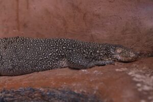 Reptile Adaptations Surviving in Extreme Environments