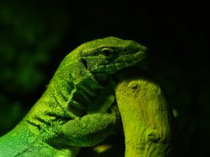 Reptile Behavior What They Do and Why