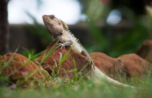 Reptiles of the Rainforest