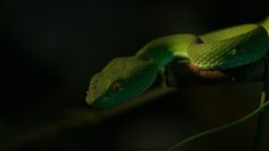 The Art of Reptile Camouflage