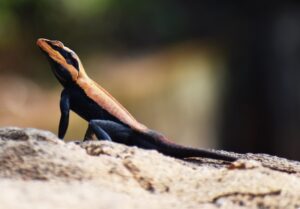 The Fascinating Behavior of Snakes