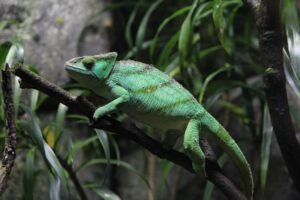 The Hidden Life of Snakes and Lizards