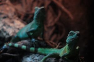The Role of Reptiles in Ecosystem Balance