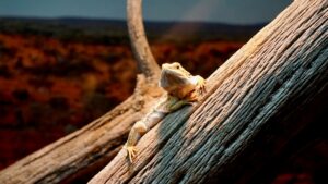 Tropical Reptiles Life in the Rainforest