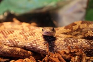 Venomous Snakes Identification, Risks, and Survival Tips