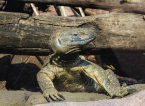 Venomous and Vicious Deadly Reptiles of the World